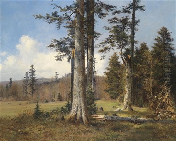 Blick Auf Eine Waldlichtung - view 1