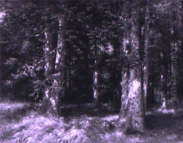 In The Forest - view 1