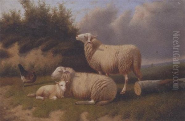 Sheep Resting - view 1