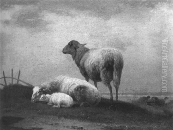 Sheep - view 1