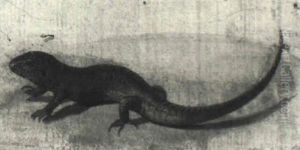 Lizard by Adelheid Dietrich