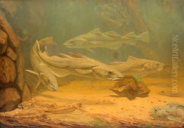 Kabeljouwen / Codfish - view 1