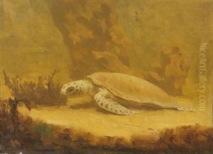 Tortue