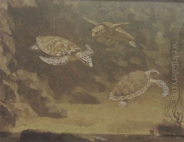 Schildpadden - view 1