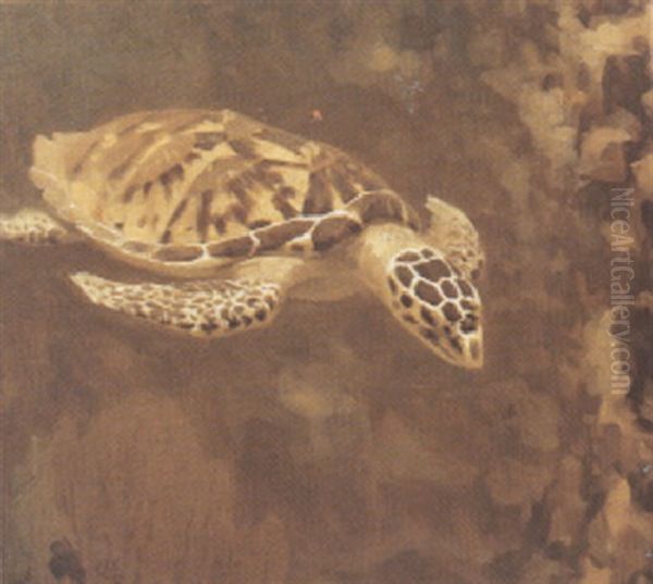 Tortue D'eau - view 1