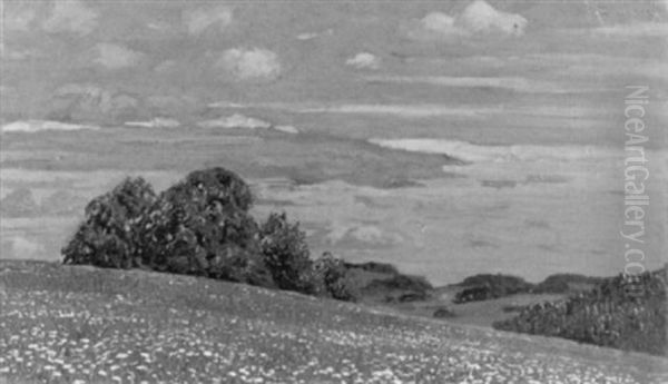 Bluhende Wiese Im Schwarzwald - view 1