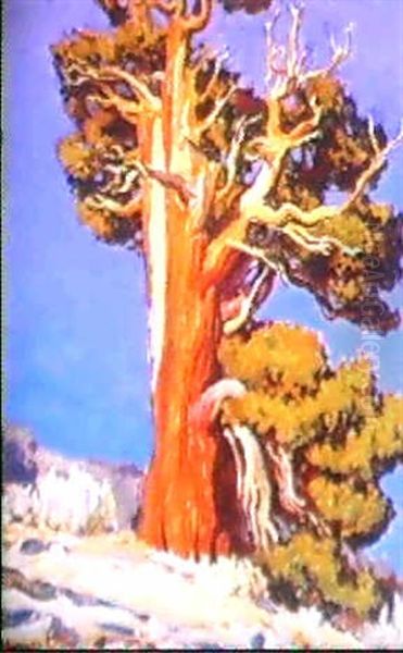 Ancient Juniper - view 1