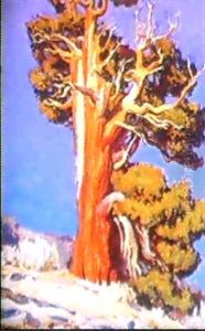 Ancient Juniper by Maynard Dixon