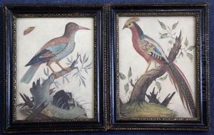 Studies Of Exotic Birds (2 Works) by Samuel Dixon