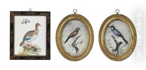 Finch Perched On A Branch (+ 2 Others; 3 Works) by Samuel Dixon