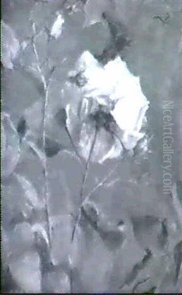 Rosenstrauch Mit Bluhender Rose - view 1