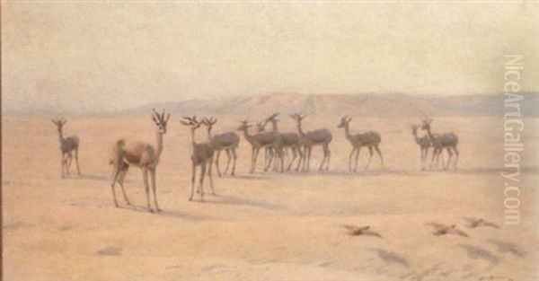 Springbok And Sand Grouse - view 1