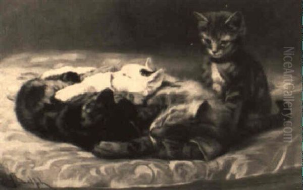 Kittens - view 1