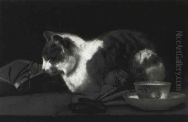 Cat Nap - view 1