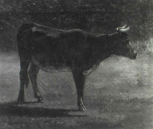 Bull In A Pasture - view 1