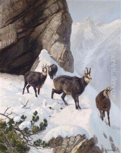 Gemsen Im Hochgebirge