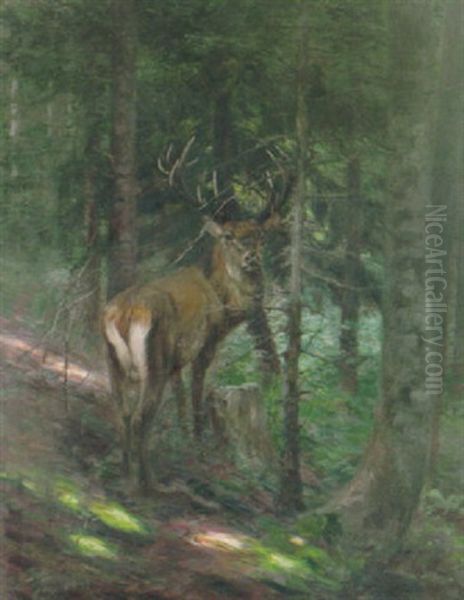 Hirsch Im Schattigen Tannenwald - view 1