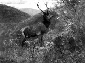 Hirsch Blickt Ins Tal by Carl von Dombrowski