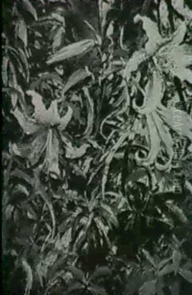 Auratum Lilies - view 1