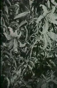 Auratum Lilies by Gaines Ruger Donoho