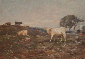 Cattle On The Perthshire Hills by Andrew Douglas