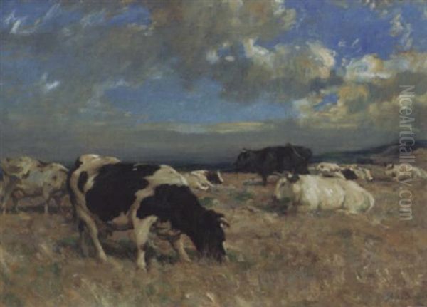 Cattle In The Highlands - view 1