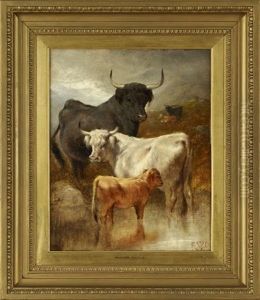 Highland Cattle