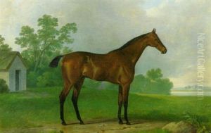"prendergast", A Bay Racehorse, Standing In A Paddock, An Estuary Beyond