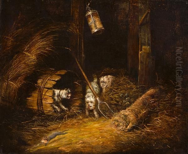 Terriers Ratting - view 1