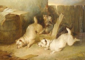 Terriers Ratting