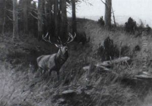 Hirsch Am Waldrand by Christopher Drahtmann