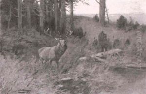 Hirsch Auf Waldlichtung