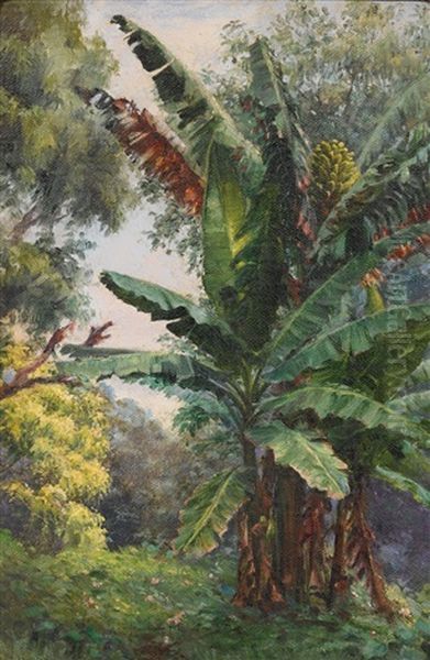 Banana Tree Grove - view 1