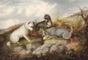 Terriers Ratting
