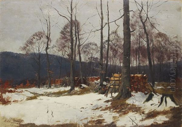 Winterlicher Holzschlagplatz Im Wald - view 1
