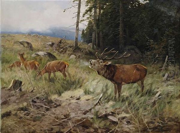 Rohrender Hirsch Und Rehe Am Waldrand - view 1