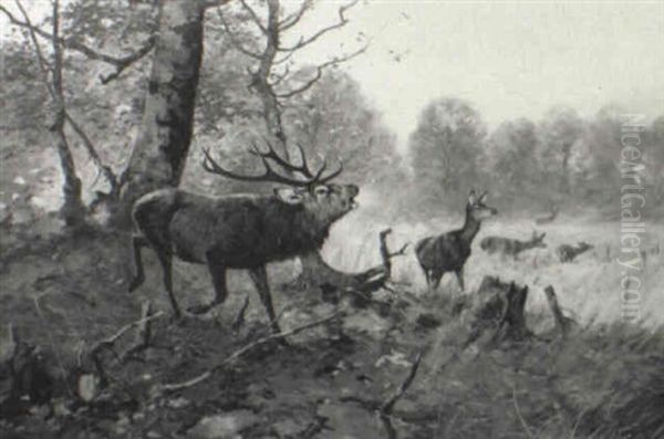 Elk And Deer In A Forest Landscape - view 1