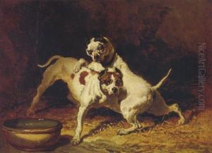 Spielende Hunde