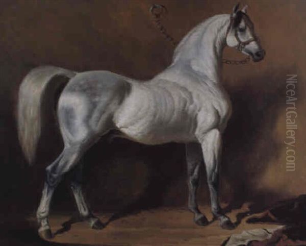 An Arab Stallion - view 1