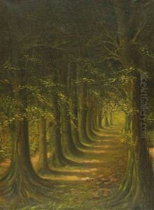 Baumallee Im Wald Baumallee Im Wald