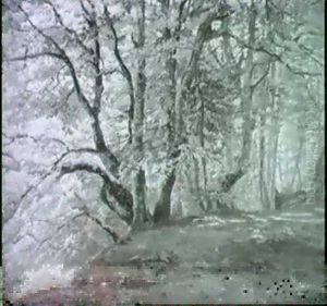 Sommerlicher Hochald Mit Schattger, Von Sonnenflecken       Durchsetzter Waldlichtung