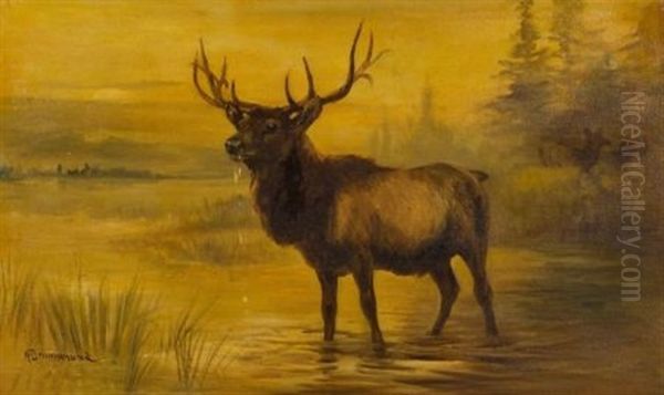Elk - view 1