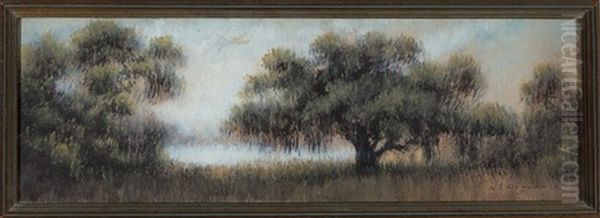 Live Oak Tree, Louisiana Bayou - view 1