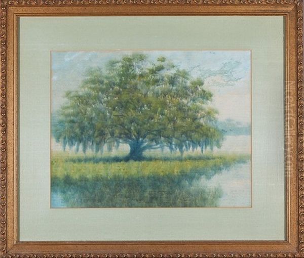 Lone Live Oak - view 1