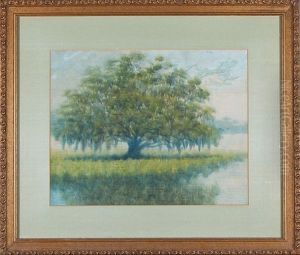 Lone Live Oak