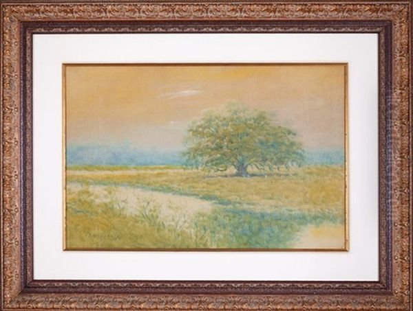 Live Oak In The Louisiana Bayou - view 1