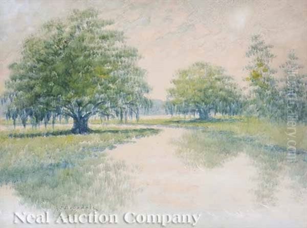 Louisiana Oak - view 1
