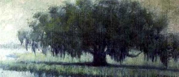 Louisiana Live Oak - view 1