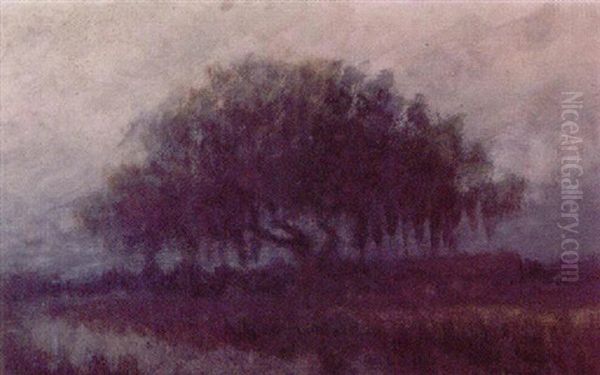 Louisiana Live Oak - view 1