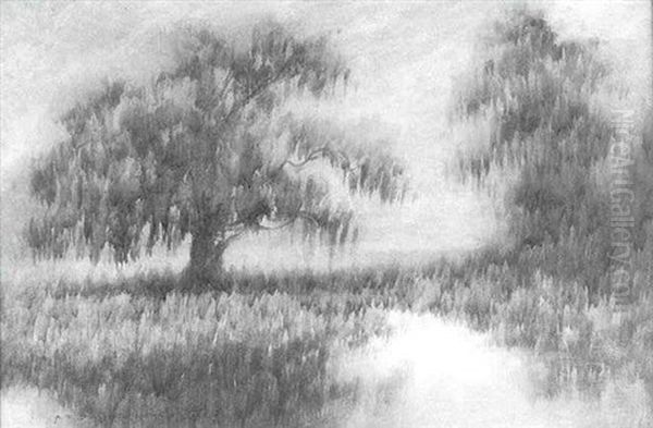 Louisiana Live Oak - view 1